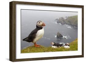 Atlantic Puffin (Fratercula Artica) Adults on Breeding Cliffs. Hermaness Nnr, Shetland, UK, June-Mark Hamblin-Framed Photographic Print