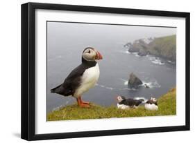 Atlantic Puffin (Fratercula Artica) Adults on Breeding Cliffs. Hermaness Nnr, Shetland, UK, June-Mark Hamblin-Framed Photographic Print