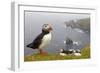 Atlantic Puffin (Fratercula Artica) Adults on Breeding Cliffs. Hermaness Nnr, Shetland, UK, June-Mark Hamblin-Framed Photographic Print