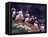 Atlantic Puffin, Iceland-Art Wolfe-Framed Stretched Canvas