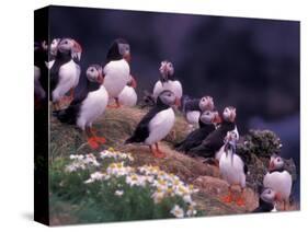 Atlantic Puffin, Iceland-Art Wolfe-Stretched Canvas