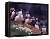 Atlantic Puffin, Iceland-Art Wolfe-Framed Stretched Canvas