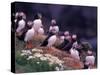 Atlantic Puffin, Iceland-Art Wolfe-Stretched Canvas