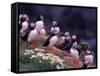 Atlantic Puffin, Iceland-Art Wolfe-Framed Stretched Canvas