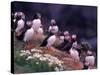 Atlantic Puffin, Iceland-Art Wolfe-Stretched Canvas