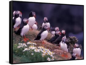 Atlantic Puffin, Iceland-Art Wolfe-Framed Stretched Canvas