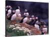 Atlantic Puffin, Iceland-Art Wolfe-Stretched Canvas