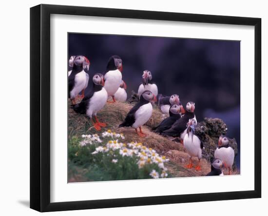 Atlantic Puffin, Iceland-Art Wolfe-Framed Premium Photographic Print