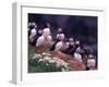 Atlantic Puffin, Iceland-Art Wolfe-Framed Premium Photographic Print