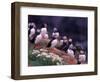 Atlantic Puffin, Iceland-Art Wolfe-Framed Photographic Print