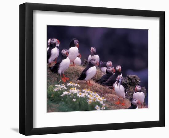 Atlantic Puffin, Iceland-Art Wolfe-Framed Photographic Print