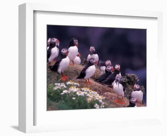 Atlantic Puffin, Iceland-Art Wolfe-Framed Photographic Print