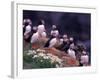 Atlantic Puffin, Iceland-Art Wolfe-Framed Photographic Print