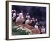 Atlantic Puffin, Iceland-Art Wolfe-Framed Photographic Print