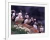 Atlantic Puffin, Iceland-Art Wolfe-Framed Photographic Print