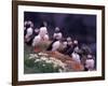 Atlantic Puffin, Iceland-Art Wolfe-Framed Photographic Print