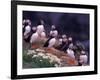 Atlantic Puffin, Iceland-Art Wolfe-Framed Photographic Print