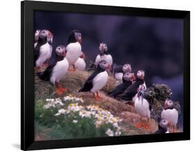 Atlantic Puffin, Iceland-Art Wolfe-Framed Photographic Print