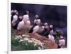 Atlantic Puffin, Iceland-Art Wolfe-Framed Photographic Print