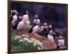 Atlantic Puffin, Iceland-Art Wolfe-Framed Photographic Print