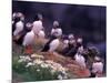 Atlantic Puffin, Iceland-Art Wolfe-Mounted Photographic Print