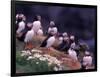 Atlantic Puffin, Iceland-Art Wolfe-Framed Photographic Print