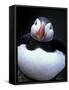 Atlantic Puffin, Iceland-Art Wolfe-Framed Stretched Canvas