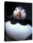 Atlantic Puffin, Iceland-Art Wolfe-Stretched Canvas