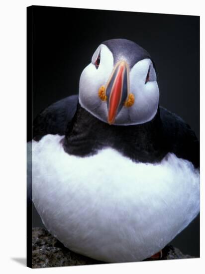 Atlantic Puffin, Iceland-Art Wolfe-Stretched Canvas