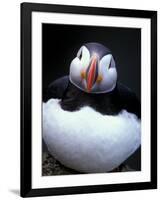 Atlantic Puffin, Iceland-Art Wolfe-Framed Photographic Print