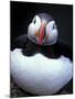 Atlantic Puffin, Iceland-Art Wolfe-Mounted Photographic Print