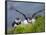 Atlantic Puffin, Latrabjarg, Vestfirdhir, Iceland-Keren Su-Framed Photographic Print