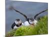 Atlantic Puffin, Latrabjarg, Vestfirdhir, Iceland-Keren Su-Mounted Photographic Print