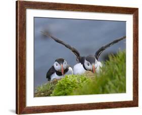 Atlantic Puffin, Latrabjarg, Vestfirdhir, Iceland-Keren Su-Framed Photographic Print