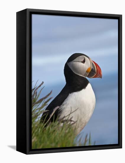 Atlantic Puffin, Latrabjarg, Vestfirdhir, Iceland-Keren Su-Framed Stretched Canvas