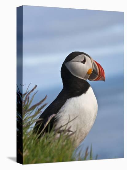 Atlantic Puffin, Latrabjarg, Vestfirdhir, Iceland-Keren Su-Stretched Canvas