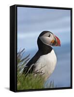 Atlantic Puffin, Latrabjarg, Vestfirdhir, Iceland-Keren Su-Framed Stretched Canvas