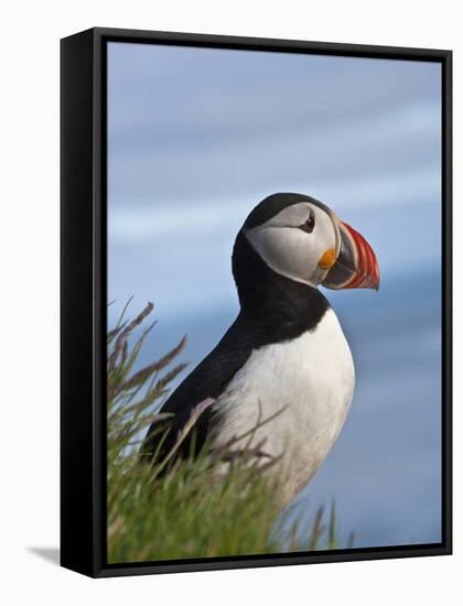 Atlantic Puffin, Latrabjarg, Vestfirdhir, Iceland-Keren Su-Framed Stretched Canvas