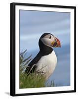 Atlantic Puffin, Latrabjarg, Vestfirdhir, Iceland-Keren Su-Framed Premium Photographic Print