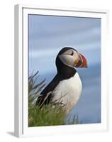 Atlantic Puffin, Latrabjarg, Vestfirdhir, Iceland-Keren Su-Framed Premium Photographic Print
