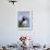 Atlantic Puffin, Latrabjarg, Vestfirdhir, Iceland-Keren Su-Framed Premium Photographic Print displayed on a wall