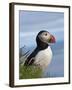 Atlantic Puffin, Latrabjarg, Vestfirdhir, Iceland-Keren Su-Framed Premium Photographic Print