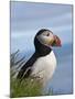 Atlantic Puffin, Latrabjarg, Vestfirdhir, Iceland-Keren Su-Mounted Premium Photographic Print