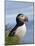 Atlantic Puffin, Latrabjarg, Vestfirdhir, Iceland-Keren Su-Mounted Photographic Print