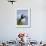 Atlantic Puffin, Latrabjarg, Vestfirdhir, Iceland-Keren Su-Framed Photographic Print displayed on a wall