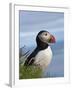 Atlantic Puffin, Latrabjarg, Vestfirdhir, Iceland-Keren Su-Framed Photographic Print