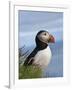 Atlantic Puffin, Latrabjarg, Vestfirdhir, Iceland-Keren Su-Framed Photographic Print