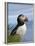 Atlantic Puffin, Latrabjarg, Vestfirdhir, Iceland-Keren Su-Framed Photographic Print