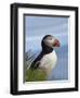 Atlantic Puffin, Latrabjarg, Vestfirdhir, Iceland-Keren Su-Framed Photographic Print