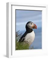 Atlantic Puffin, Latrabjarg, Vestfirdhir, Iceland-Keren Su-Framed Photographic Print